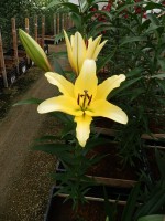 [5193 Yellow Strike VWS No02.JPG]